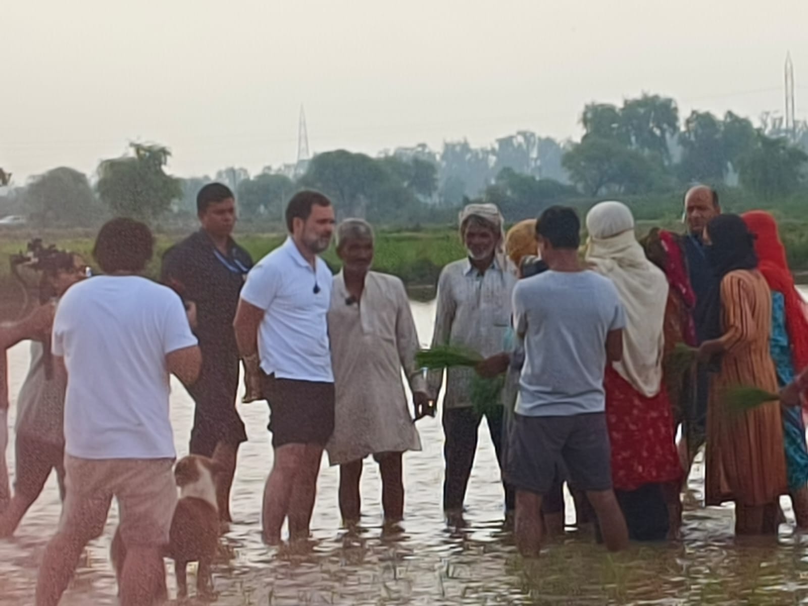 rahul gandho works in rice field as a farmer2